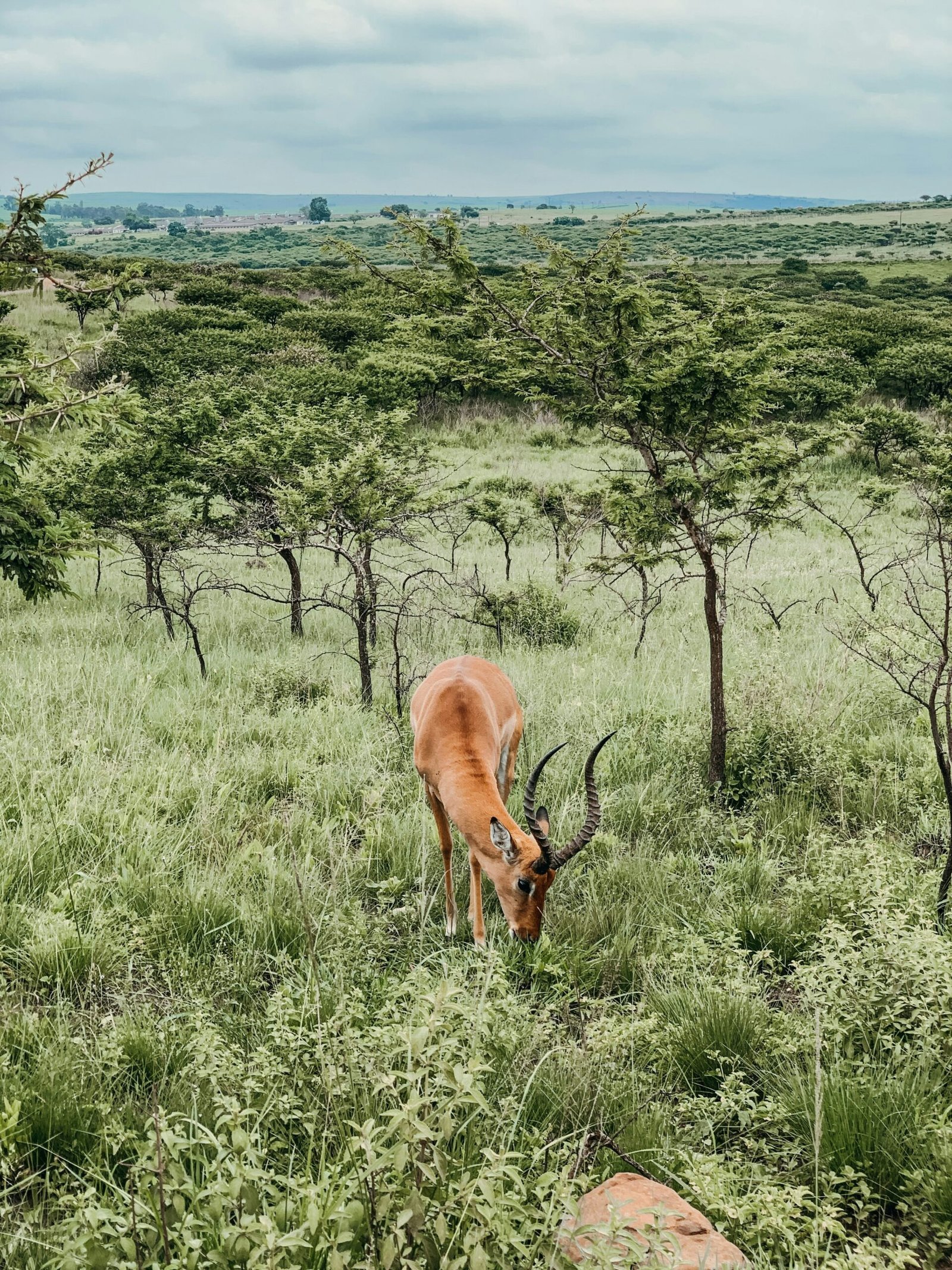 brown deer on green grass field during daytime